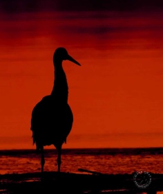 Crane Silhouette BI8435 Crane Silhouette BI8435