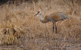 Sandhill crane in marsh BI8440 Sandhill crane in marsh BI8440