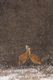 Sandhill crane pair BI8448 Sandhill crane pair BI8448