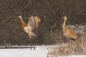 Sandhill cranes with snow BI8449 Sandhill cranes with snow BI8449