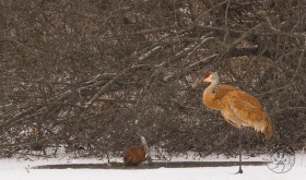 Sandhill cranes with snow BI8451 Sandhill cranes with snow BI8451