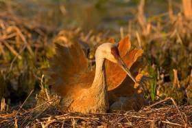 Sandhill Crane on nest BI8473 Sandhill Crane on nest BI8473