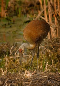 Tumbling Sandhill Chick BI8474 Tumbling Sandhill Chick BI8474