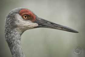 Sandhill crane profile BI8869 Sandhill crane profile BI8869
