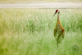 Sandhill Crane in meadow BI9446 Sandhill Crane in meadow BI9446