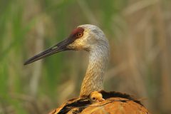 Sandhill crane and chick on nest BI8189