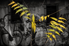 Staghorn Graffiti DN10005 Staghorn Graffiti DN10005