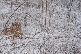 White-tailed Deer in snow-covered woods DE10125 White-tailed Deer in snow-covered woods DE10125