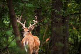 White-tailed Buck - 10 point DE10521 White-tailed Buck - 10 point DE10521