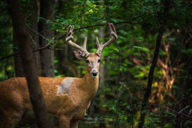 White-tailed Buck - 10 point in woods DE10522 White-tailed Buck - 10 point in woods DE10522