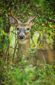 Buck in woodland DE1534 Buck in woodland DE1534