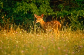 White-tailed Fawn in Meadow DE530 White-tailed Fawn in Meadow DE530