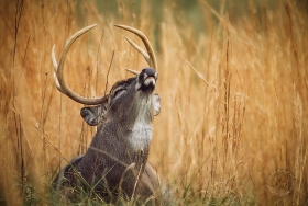 White-tail deer (buck) flehming DE6640 White-tail deer (buck) flehming DE6640