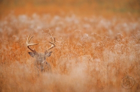 Deer in Dew Meadow DE6682 Deer in Dew Meadow DE6682