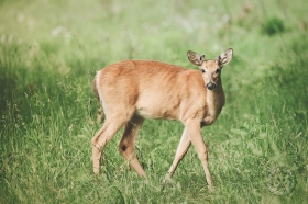 Spike Buck in Meadow DE9447 Spike Buck in Meadow DE9447