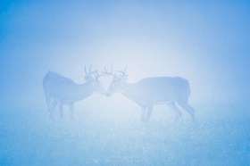 Deer-in-Fog-DE10630 Deer-in-Fog-DE10630