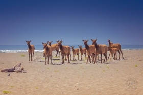Roosevelt Elk herd on beach EK10135 Roosevelt Elk herd on beach EK10135