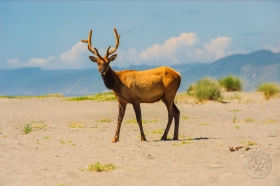 Roosevelt elk EK10832 Roosevelt elk EK10832