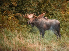 Moose shaking water MO10175 Moose shaking water MO10175