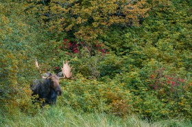 Moose emerging from forest MO10176 Moose emerging from forest MO10176