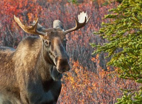 Denali Moose MO9092 Denali Moose MO9092