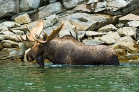 Moose at Geographic Harbor MO9135 Moose at Geographic Harbor MO9135