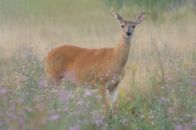 Friend or Foe Doe DE10642 Friend or Foe Doe DE10642