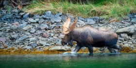 Bull Moose wading shoreline MO10637 Bull Moose wading shoreline MO10637