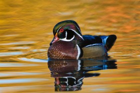 Wood duck reflection BI10257 Wood duck reflection BI10257