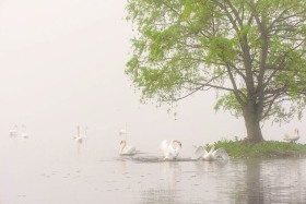 Mute Swans in Fog BI10294 Mute Swans in Fog BI10294