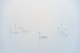 Bevy of Mute Swans in Fog BI10295 Bevy of Mute Swans in Fog BI10295