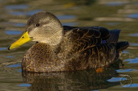 American Black Duck BI7471 American Black Duck BI7471