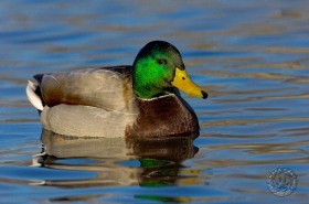 Male Mallard duck BI7777 Male Mallard duck BI7777