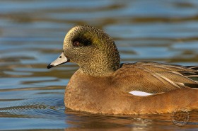 American Wigeon BI7813 American Wigeon BI7813