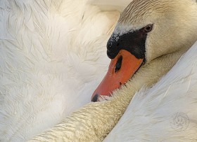 Mute Swan Portrait BI7929 Mute Swan Portrait BI7929