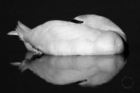 Mute Swan with reflection BI8146 Mute Swan with reflection BI8146