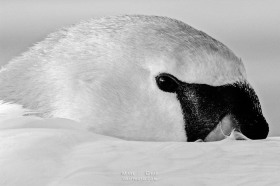 Mute Swan Portrait BI8158 Mute Swan Portrait BI8158
