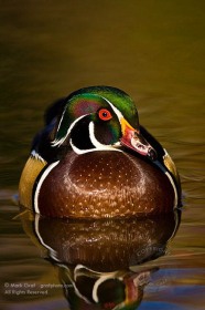 Wood duck portrait BI8679 Wood duck portrait BI8679