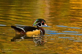 Wood duck in Autumn BI8680 Wood duck in Autumn BI8680