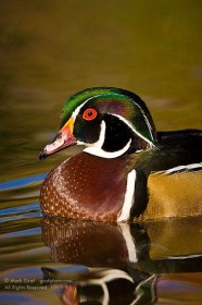 Wood duck portrait BI8681 Wood duck portrait BI8681