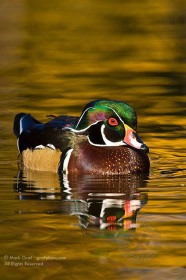 Wood duck and pond ripples BI8682 Wood duck and pond ripples BI8682
