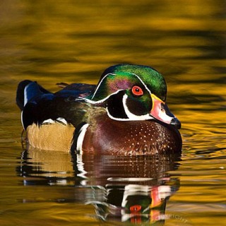 Wood duck and pond ripples BI8682