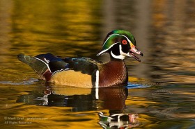 Wood duck in Autumn pond BI8693 Wood duck in Autumn pond BI8693