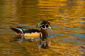 Wood duck in Autumn pond BI8694 Wood duck in Autumn pond BI8694