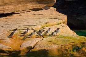 Common Mergansers at Pictured Rocks BI8894 Common Mergansers at Pictured Rocks BI8894