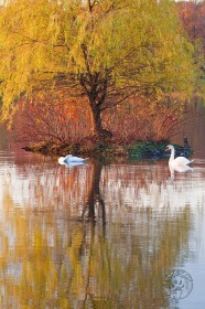 Mute swans and Fall Willow BI8928 Mute swans and Fall Willow BI8928