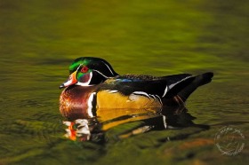 Colorful Wood duck BI9296 Colorful Wood duck BI9296