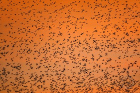 Ducks in Flight at Dawn BI9808 Ducks in Flight at Dawn BI9808