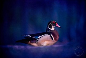Wood duck BI9946 Wood duck BI9946