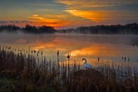 Swan on foggy lake at dawn, Milford, Michigan SU8174 Swan on foggy lake at dawn, Milford, Michigan SU8174